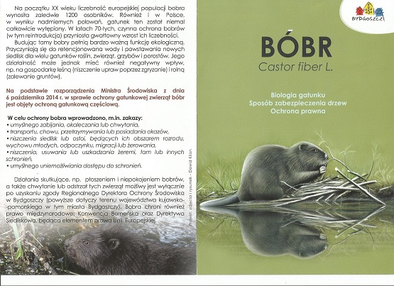 bobry 2 strona